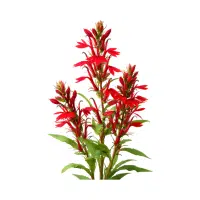 Cardinal Flower
