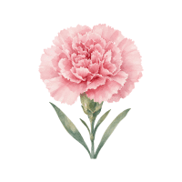 Carnation