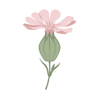 Catchfly