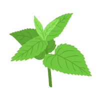 Catnip