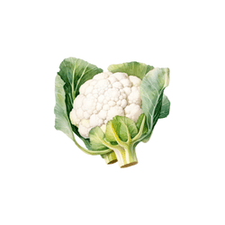 Cauliflower | Spring Vegetables Names