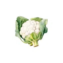 Cauliflower | Spring Vegetables Names