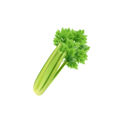 Celery | Spring Vegetables Names