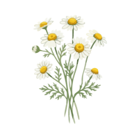 Chamomile