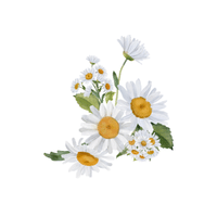 Chamomile