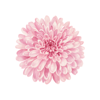 Chrysanthemum