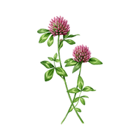 Clover