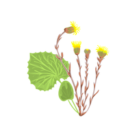 Coltsfoot