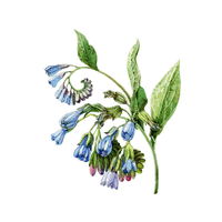 Comfrey