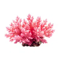 Coralroot