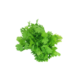 Coriander