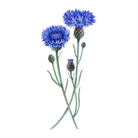 Cornflower