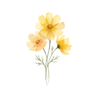 Cosmos
