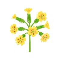 Cowslip
