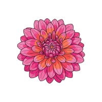 Dahlia