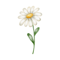 Daisy