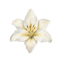 Daylily