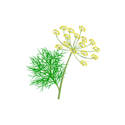 Dill | Spring Vegetables Names