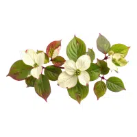 Dogwood