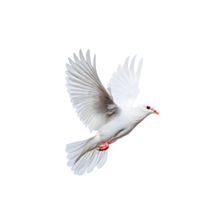 Dove | Animal Emojis Names in English