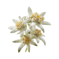 Edelweiss