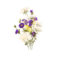 Elderflower