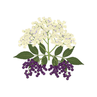 Elderflower