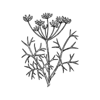 Fennel Flower