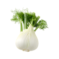 Fennel