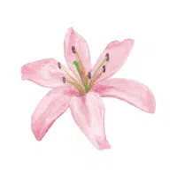 Fire Lily