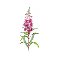 Fireweed