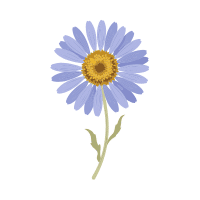 Fleabane