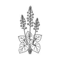 Foamflower