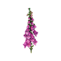 Foxglove