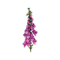Foxglove