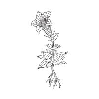 Gentian