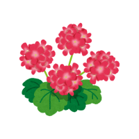 Geranium