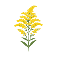 Goldenrod