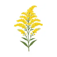 Goldenrod