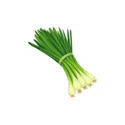 Green Onions | Spring Vegetables Names