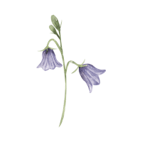 Harebell