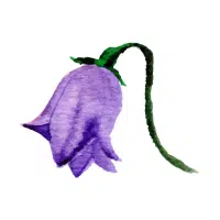 Harebell