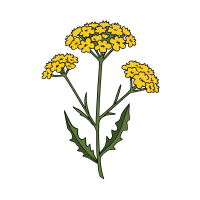 Hawkweed