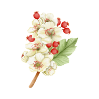 Hawthorn