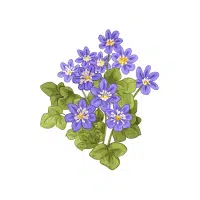 Hepatica