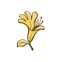 Honeysuckle