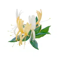 Honeysuckle