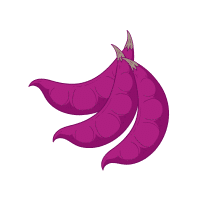 Hyacinth Bean
