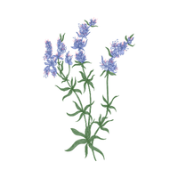 Hyssop