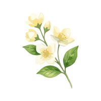 Jasmine